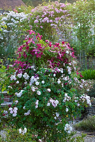 POULTON_HOUSE_GARDEN_WILTSHIRE_THE_WALLED_ROSE_GARDEN__ROSES_GROWING_ON_THE_WALL_AND_ALONG_PERGOLA__