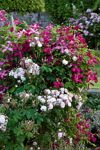 POULTON_HOUSE_GARDEN_WILTSHIRE_THE_WALLED_ROSE_GARDEN__ROSES_GROWING_ON_THE_WALL_WITH_CLEMATIS_NIOBE