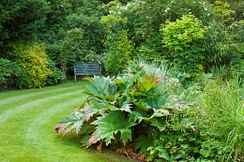 POULTON_HOUSE_GARDEN_WILTSHIRE_THE_BOG_GARDEN_WITH_RHEUM_PALMATUM_TANGUTICUM_AND_BENCH_A_PLACE_TO_SI
