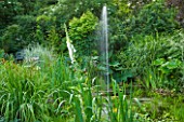 POULTON HOUSE GARDEN, WILTSHIRE: WATER FOUNTAIN IN POND SURROUNDED BY WATER-LOVING PLANTS AND MARGINALS IN THE BOG GARDEN
