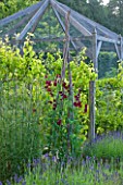 POULTON HOUSE GARDEN, WILTSHIRE: SWEET PEAS GROWING UP A WIGWAM IN THE KITCHEN GARDEN WITH FRUIT CAGE