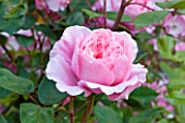 POULTON HOUSE GARDEN, WILTSHIRE: CLOSE UP OF ROSA ALAN TITCHMARSH. PALE PINK ROSE.