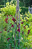 POULTON HOUSE GARDEN, WILTSHIRE: SWEET PEAS GROWING UP A WIGWAM IN THE KITCHEN GARDEN