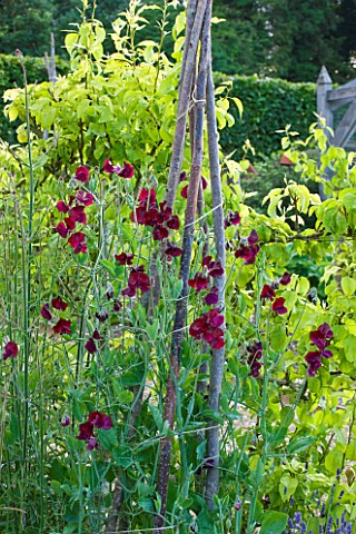 POULTON_HOUSE_GARDEN_WILTSHIRE_SWEET_PEAS_GROWING_UP_A_WIGWAM_IN_THE_KITCHEN_GARDEN