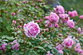 POULTON HOUSE GARDEN, WILTSHIRE: CLOSE UP OF ROSA ALAN TITCHMARSH PALE PINK ROSE