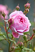 POULTON HOUSE GARDEN, WILTSHIRE: CLOSE UP OF ROSA ALAN TITCHMARSH PALE PINK ROSE