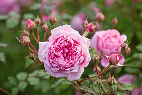 POULTON_HOUSE_GARDEN_WILTSHIRE_CLOSE_UP_OF_ROSA_GERTRUDE_JEKYLL_PINK_SHRUB_ROSE