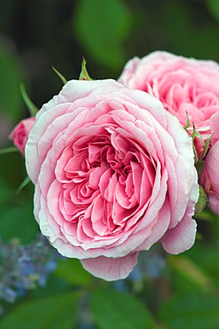 POULTON_HOUSE_GARDEN_WILTSHIRE_CLOSE_UP_OF_ROSA_GERTRUDE_JEKYLL__PINK_SHRUB_ROSE