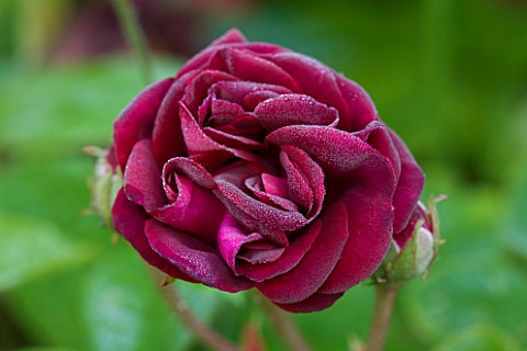 POULTON_HOUSE_GARDEN_WILTSHIRE_CLOSE_UP_OF_ROSA_MUNSTEAD_WOOD_HEAVILY_SCENTED_SHRUB_ROSE