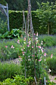 POULTON HOUSE GARDEN, WILTSHIRE: WIGWAM WITH SWEET PEAS IN THE KITCHEN GARDEN WITH LAVENDER HIDCOTE