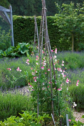 POULTON_HOUSE_GARDEN_WILTSHIRE_WIGWAM_WITH_SWEET_PEAS_IN_THE_KITCHEN_GARDEN_WITH_LAVENDER_HIDCOTE