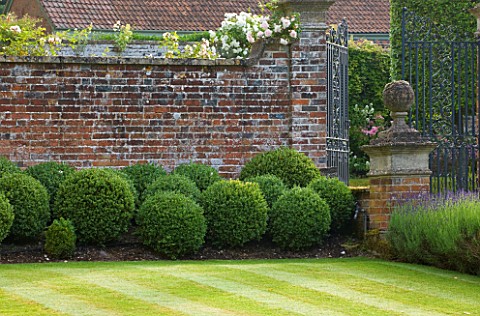 POULTON_HOUSE_GARDEN_WILTSHIRE_BOX_BALLS_IN_WALLED_GARDEN_WITH_WROUGHT_IRON_GATES_AND_LAVENDER