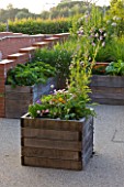 HORATIOS GARDEN  SALISBURY HOSPITAL  WILTSHIRE - DESIGNER CLEEVE WEST - WOODEN CONTAINER PLANTED WITH ANNUALS AND EDIBLES