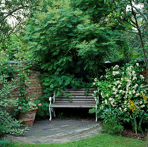 A_PLACE_TO_SIT_BENCH_IN_SHADY_SPOT_UNDER_SORBARIA_AITCHISONII_WITH_PHILADELPHUS_BESIDE_ELUNED_PRICES