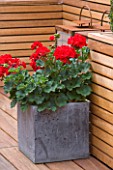 BEN DE LISI HOUSE AND GARDEN  LONDON: RED GERANIUMS IN SQUARE CONTAINER