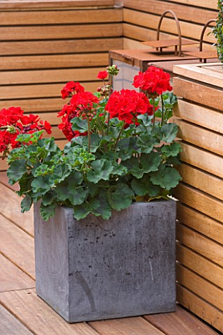 BEN_DE_LISI_HOUSE_AND_GARDEN__LONDON_RED_GERANIUMS_IN_SQUARE_CONTAINER