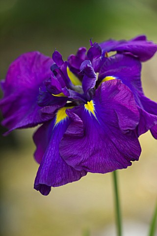 MARWOOD_HILL__DEVON_NATIONAL_COLLECTION_OF_ENSATA_IRIS__IRIS_ENSATA_FOREIGN_INTRIGUE_BAUER_AND_COBLE