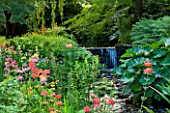 MARWOOD HILL  DEVON:STREAM AND WATERFALL WITH CANDELABRA PRIMULAS