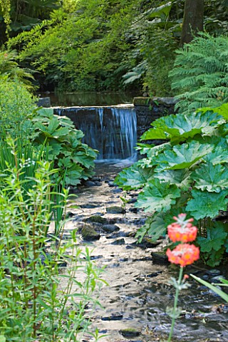 MARWOOD_HILL__DEVONSTREAM_AND_WATERFALL_WITH_CANDELABRA_PRIMULAS