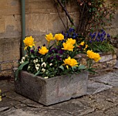 TULIPS AND PANSIES IN A STONE TROUGH