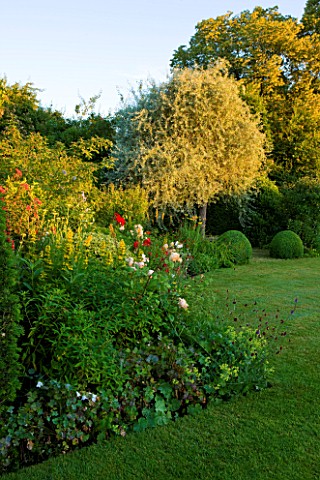 WOOLSTONE_MILL_HOUSE_OXFORDSHIRE_PERENNIAL_BORDER_BESIDE_LAWN_WITH_TREES_AND_BOX_BALLS