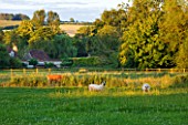 WOOLSTONE MILL HOUSE, OXFORDSHIRE: SHEEP GRAZING IN THE FIELD SURROUNDING THE GARDEN