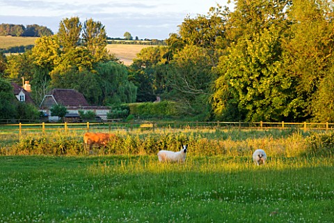 WOOLSTONE_MILL_HOUSE_OXFORDSHIRE_SHEEP_GRAZING_IN_THE_FIELD_SURROUNDING_THE_GARDEN