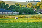WOOLSTONE MILL HOUSE, OXFORDSHIRE: A SHEEP IN THE MEADOW BEYOND THE GARDEN