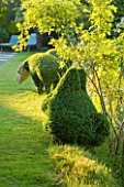 WOOLSTONE MILL HOUSE, OXFORDSHIRE: TOPIARY SHEEP ON LAWN