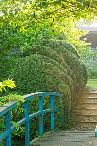 WOOLSTONE_MILL_HOUSE_OXFORDSHIRE_BLUE_PAINTED_BRIDGE_OVER_STREAM_TO_CLIPPED_YEW_HEDGES_TAXUS_BACCATA
