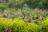 COMMON FARM FLOWERS. SOMERSET, SUMMER - THE FLOWER GARDEN WITH ROSES AND CARDOONS - FLOWERS, FLOWERING, PINK