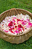 COMMON FARM FLOWERS. SOMERSET, SUMMER - BASKET WITH FRESH ROSE PETALS FOR CONFETTI - ORGANIC  - FLOWERS, FLOWERING, PINK, CREAM, PETAL, WEDDING, WEDDINGS, NATURAL, REAL