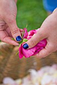 COMMON FARM FLOWERS. SOMERSET, SUMMER - FRESH ROSE PETALS BEING PULLED FOR CONFETTI - FLOWERS, FLOWERING, PINK, CREAM, PETAL, WEDDING, WEDDINGS, NATURAL, REAL, GIRLS HAND, HANDS