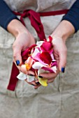 COMMON FARM FLOWERS. SOMERSET, SUMMER - FRESH ROSE PETALS PULLED FOR CONFETTI - FLOWERS, FLOWERING, PINK, CREAM, PETAL, WEDDING, WEDDINGS, NATURAL, REAL, GIRLS HAND, HANDS