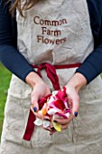 COMMON FARM FLOWERS. SOMERSET, SUMMER - FRESH ROSE PETALS PULLED FOR CONFETTI - FLOWERS, FLOWERING, PINK, CREAM, PETAL, WEDDING, WEDDINGS, NATURAL, REAL, GIRLS HAND, HANDS