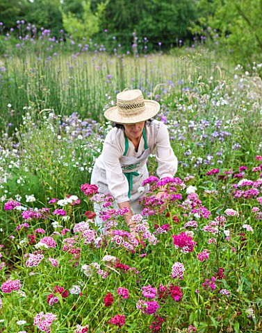COMMON_FARM_FLOWERS_SOMERSET_SUMMER__LADY_IN_HAT_CUTTING_SWEET_WILLIAM_AURICULA_EYES_IN_THE_GARDEN__