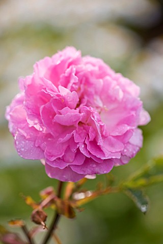 COMMON_FARM_FLOWERS_SOMERSET_SUMMER_CLOSE_UP_PINK_FLOWERS_OF_ROSE__ROSA_DOROTHY_PERKINS__SCENT_SCENT