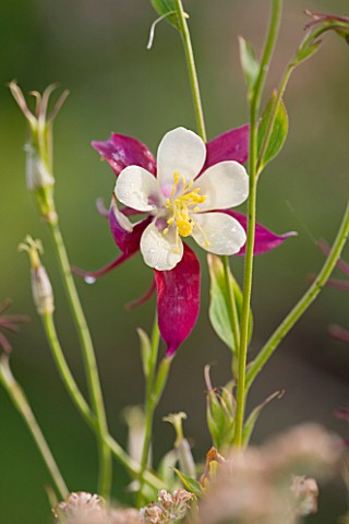 COMMON_FARM_FLOWERS_SOMERSET_CLOSE_UP_OF_RED_AND_WHITE_FLOWER_OF_AQUILEGIA_X_HYBRIDA_MCKANA_GIANTS_M