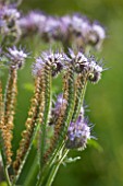 COMMON FARM FLOWERS, SOMERSET: CLOSE UPPLANT PORTRAIT OF PURPLE, MAUVE FLOWER OF PHACELIA TEACETIFOLIA - SCORPION WEED, ANNUAL, WILDFLOWER