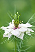 COMMON FARM FLOWERS, SOMERSET, SUMMER: CLOSE UP THE WHITE FLOWER OF LOVE IN MIST - NIGELLA DAMASCENA ALBA MISS JEKYLL - PLANT PORTRAIT, ANNUAL, WHITE