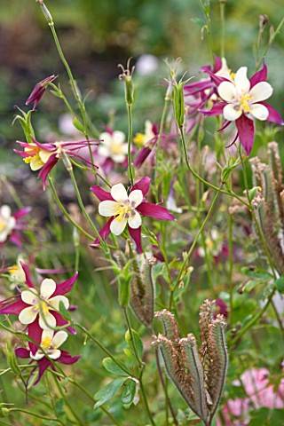 COMMON_FARM_FLOWERS_SOMERSET_CLOSE_UP_OF_RED_AND_WHITE_FLOWERS_OF_AQUILEGIA_X_HYBRIDA_MCKANA_GIANTS_