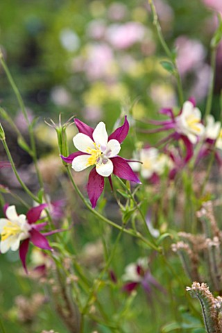 COMMON_FARM_FLOWERS_SOMERSET_CLOSE_UP_OF_RED_AND_WHITE_FLOWER_OF_AQUILEGIA_X_HYBRIDA_MCKANA_GIANTS_M
