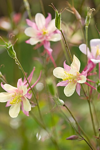 COMMON_FARM_FLOWERS_SOMERSET_CLOSE_UP_OF_YELLOW_AND_PINK_FLOWER_OF_AQUILEGIA_X_HYBRIDA_MCKANA_GIANTS