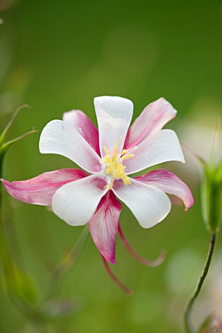 COMMON_FARM_FLOWERS_SOMERSET_CLOSE_UP_OF_YELLOW_AND_PINK_FLOWER_OF_AQUILEGIA_X_HYBRIDA_MCKANA_GIANTS