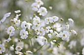 COMMON FARM FLOWERS, SOMERSET: CLOSE UP PLANT PORTRAIT OF WHITE FLOWERS OF GYPSOPHILA ELEGANS COVENT GARDEN, FLOWERING, YELLOW AND WHITE, PURE