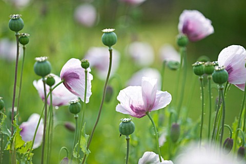 COMMON_FARM_FLOWERS_SOMERSET_PINK_POPPIES__PAPAVER_SOMNIFERUM_SINGLE_LILAC__OPIUM_POPPY_PALE_PINK_AN