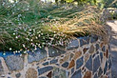 LE HAUT, GUERNSEY: STONE WALL WITH ERIGERON KARVINSKIANUS AND GRASSES