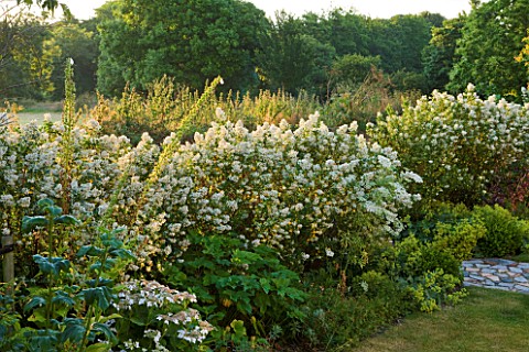 LE_HAUT_GUERNSEY_BORDER_BY_THE_FRONT_OF_THE_HOUSE_WITH_ESCALLONIA_IVEYI_HEDGE_SEPARATING_FRONT_AND_R