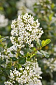 LE HAUT, GUERNSEY: CLOSE UP OF WHITE FLOWERS OF ESCALLONIA IVEYI