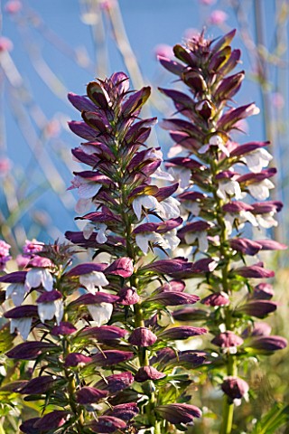 LE_HAUT_GUERNSEY_ACANTHUS_SPINOSUS